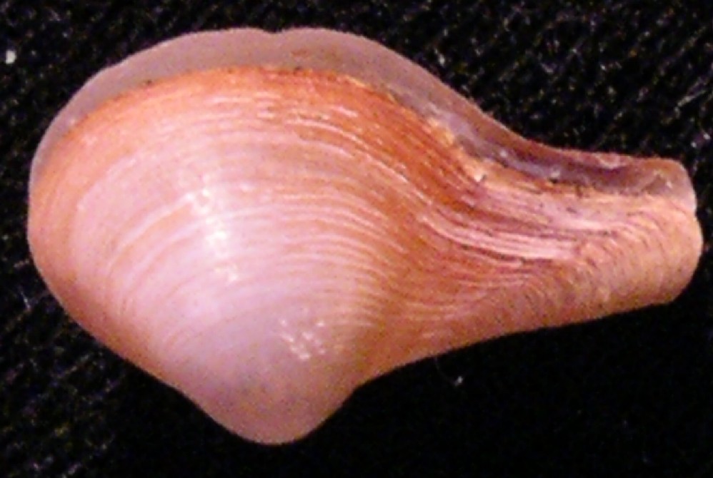 Cuspidaria cuspidata